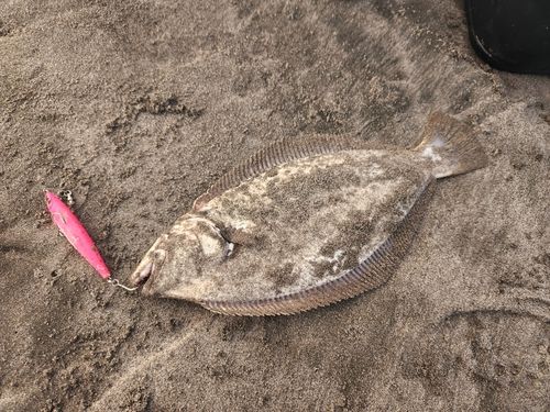 ヒラメの釣果