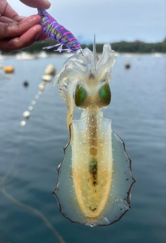 戸田湾