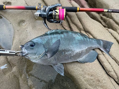 グレの釣果