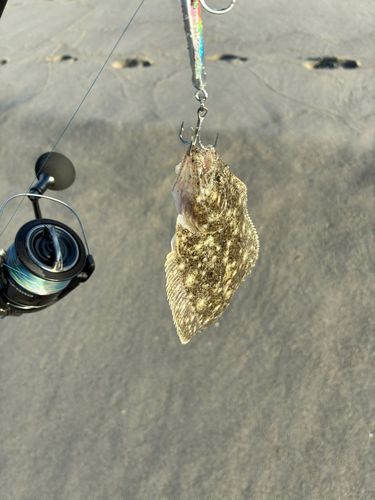 ソゲの釣果