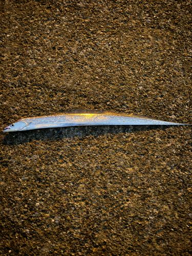 タチウオの釣果