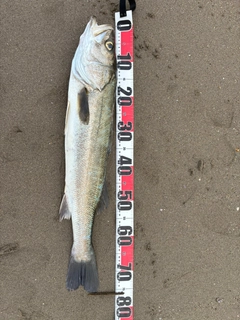 スズキの釣果