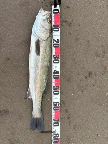 スズキの釣果