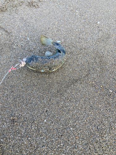 クサフグの釣果