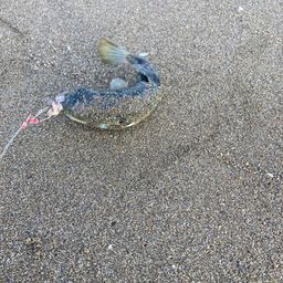 クサフグ