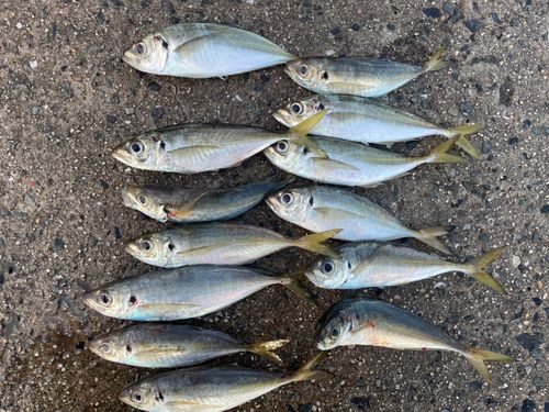 アジの釣果