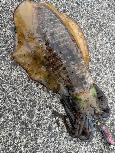 エソの釣果