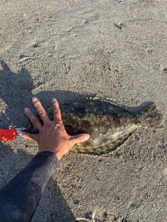 ヒラメの釣果