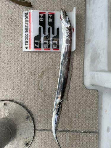 タチウオの釣果