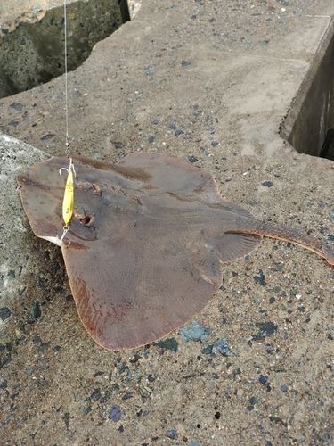 エイの釣果