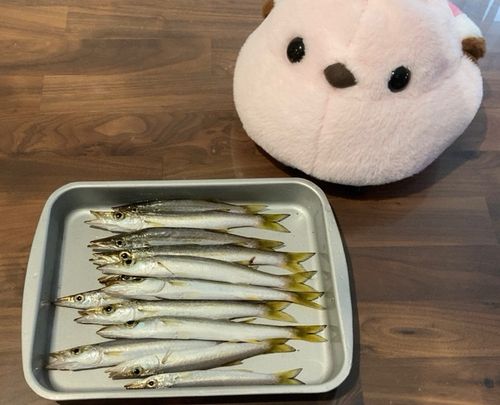 カマスの釣果