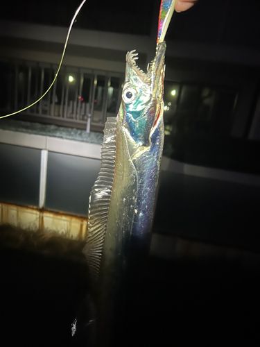 タチウオの釣果