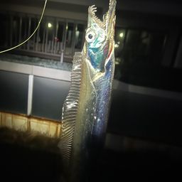 タチウオ