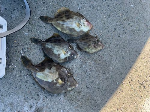 カワハギの釣果