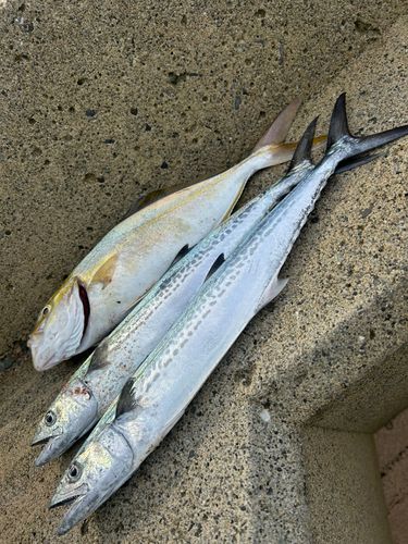 サゴシの釣果