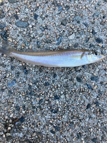 キスの釣果