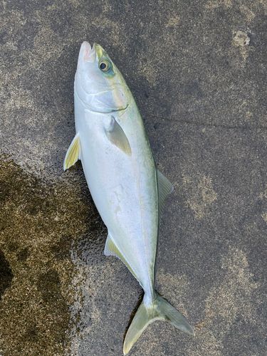 ワカシの釣果