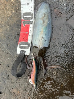 アオリイカの釣果
