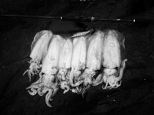 アオリイカの釣果