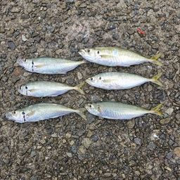 アジ