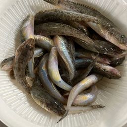 マハゼ