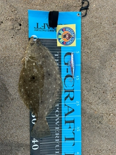 ヒラメの釣果