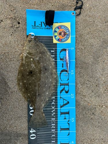 ヒラメの釣果