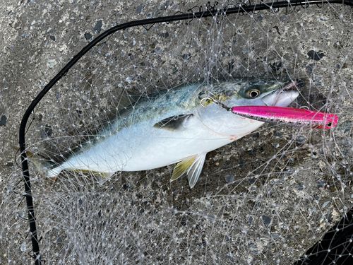 ワラサの釣果