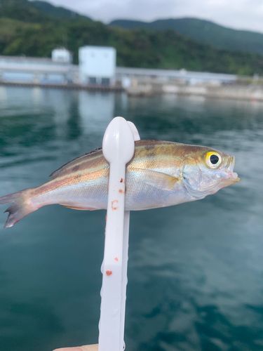 イサキの釣果