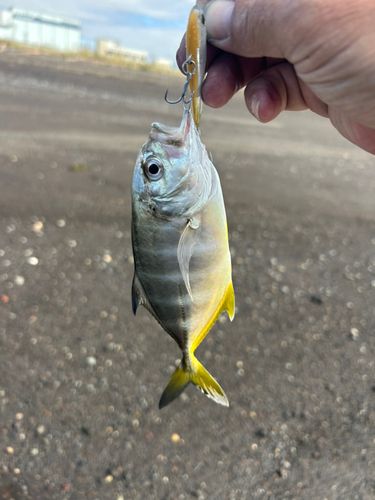 ギンガメアジの釣果