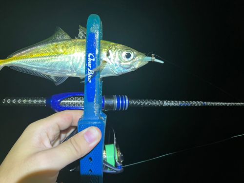 マアジの釣果