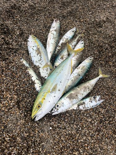 ワカシの釣果