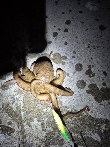 タコの釣果