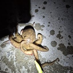タコ