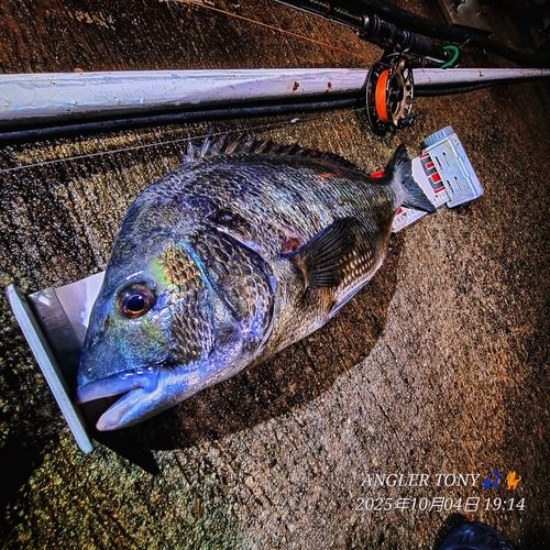 チヌの釣果