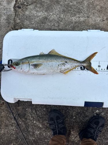 イナダの釣果