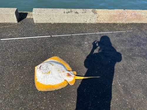 エイの釣果