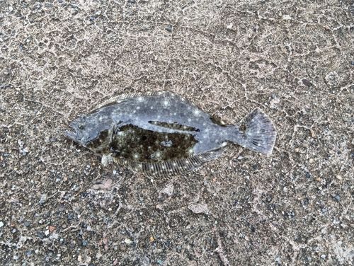 ソゲの釣果