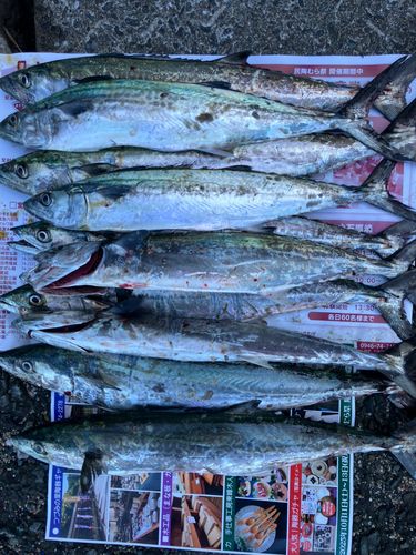 サゴシの釣果