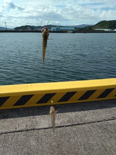 マハゼの釣果