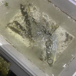 アジ