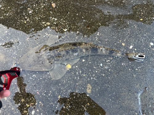 マゴチの釣果