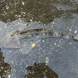 マゴチ