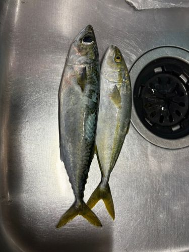 サバの釣果
