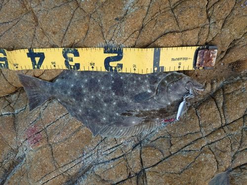 ヒラメの釣果