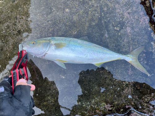 イナダの釣果