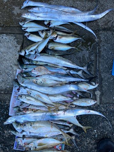 タチウオの釣果