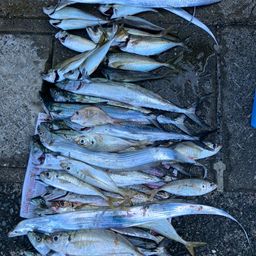 ✨ 福岡アングラー✨ hikaru618さんの2025年10月05日(日)の釣行(福岡県 - 博多湾