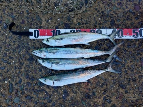 サワラの釣果