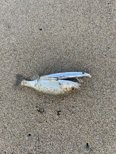 セイゴ（マルスズキ）の釣果
